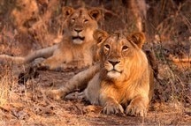 Asian Lion, Gir Forest National Park Asian Lion, Gir Forest National Park